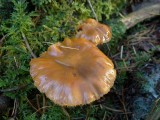 Dennenvlamhoed (Gymnopilus penetrans)