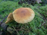 Dennenvlamhoed (Gymnopilus penetrans)