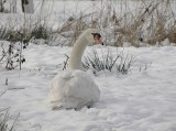 Knobbelzwaan (Mute Swan)