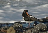 Scholekster (Eurasian Oystercatcher)