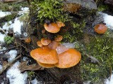 Gewoon Fluweelpootje (Flammulina velutipes)