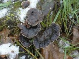 Gewoon Elfenbankje (Trametes versicolor)