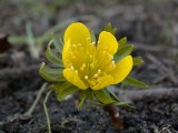 Winterakoniet (Eranthis hyemalis)