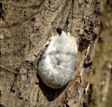 Zilveren Boomkussen (Reticularia lycoperdon)