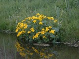 Gewone Dotterbloem (Caltha palustris)