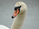 Knobbelzwaan (Mute Swan)