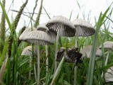 Plooirokje (Coprinus plicatilis)