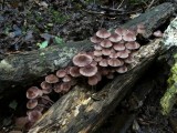 Grote Bloedsteelmycena (Mycena haematopus)