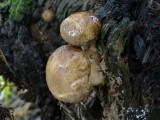 Gewone krulzoom(Paxillus involutus)