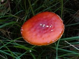 Vliegenzwam (Amanita muscaria)