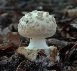 Gele knolamaniet (Amanita citrina)