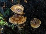 Gewone krulzoom(Paxillus involutus)