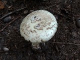 Gele knolamaniet (Amanita citrina)