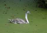 Knobbelzwaan (Mute Swan)