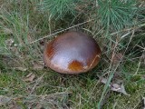 Denneneekhoorntjesbrood (Boletus pinophilus)