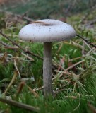 Amethistzwam (Laccaria amethystea)