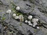 Suikermycena (Mycena adscendens)