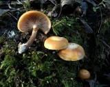 Stobbezwammetje (Kuehneromyces mutabilis)