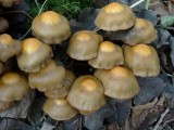 Stobbezwammetje (Kuehneromyces mutabilis)