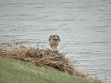 Velduil (Short-eared Owl)