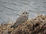 Velduil (Short-eared Owl)