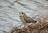 Velduil (Short-eared Owl)