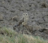 Velduil (Short-eared Owl)