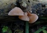 Echt Judasoor (Auricularia auricula-judae)