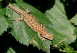 Levendbarende Hagedis (Viviparous lizard)