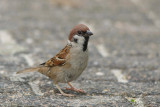 Ringmus (Eurasian Tree Sparrow)