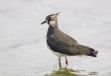 Kievit (Northern Lapwing)