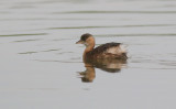 Dodaars (Little Grebe)