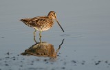 Watersnip (Common Snipe)