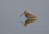 Watersnip (Common Snipe)