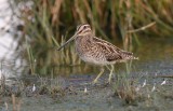 Watersnip (Common Snipe)