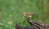 Tjiftjaf (Common Chiffchaff)