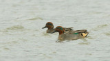 Wintertaling (Eurasian Teal)