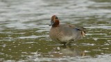 Wintertaling (Eurasian Teal)