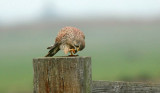 Torenvalk (Common Kestrel)