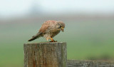 Torenvalk (Common Kestrel)