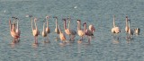 Flamingo (Greater Flamingo)