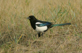 Ekster (Eurasian Magpie)