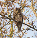 Ransuil (Long-eared Owl)