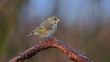 Groenling (European Greenfinch)