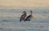 Nijlgans (Egyptian Goose)