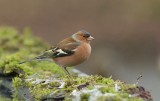 Vink (Common Chaffinch)