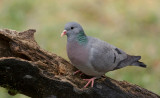 Holenduif (Stock Dove)