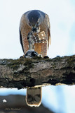 Death At Dusk - Coopers Hawk 