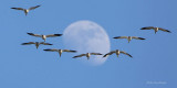 Fly Me To The Moon - Greater Snow Geese