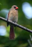 One Fine Lady - Northern Cardinal